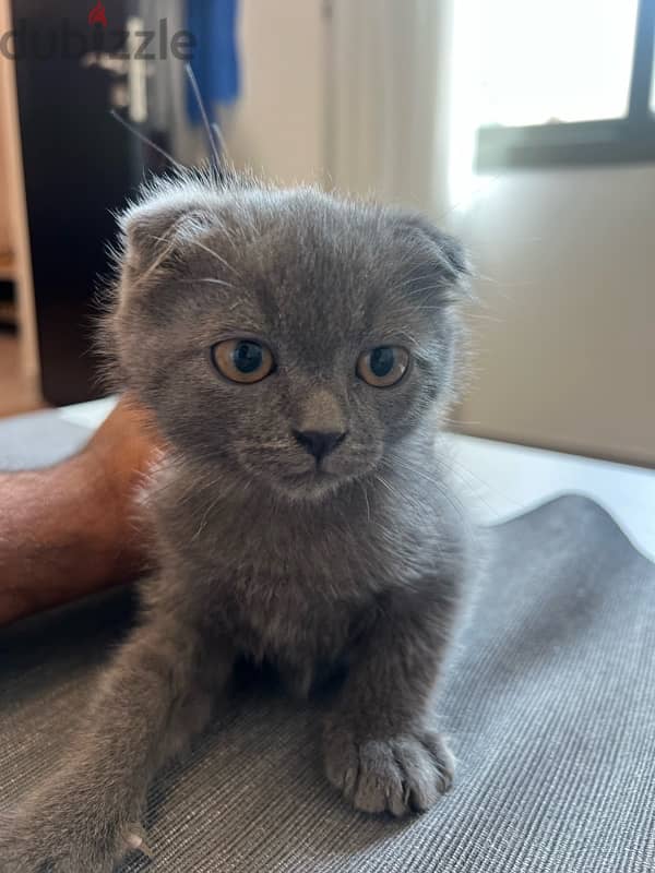 Scottish fold x Maine coon 1