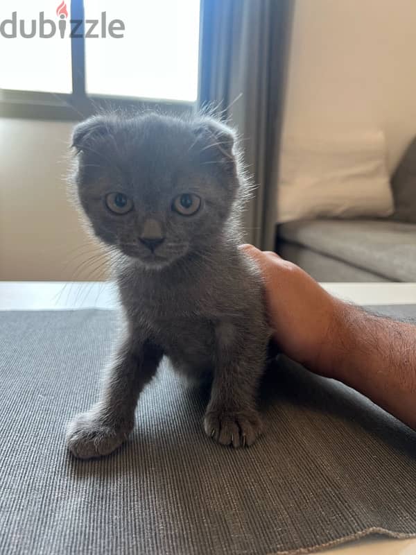 Scottish fold x Maine coon 2