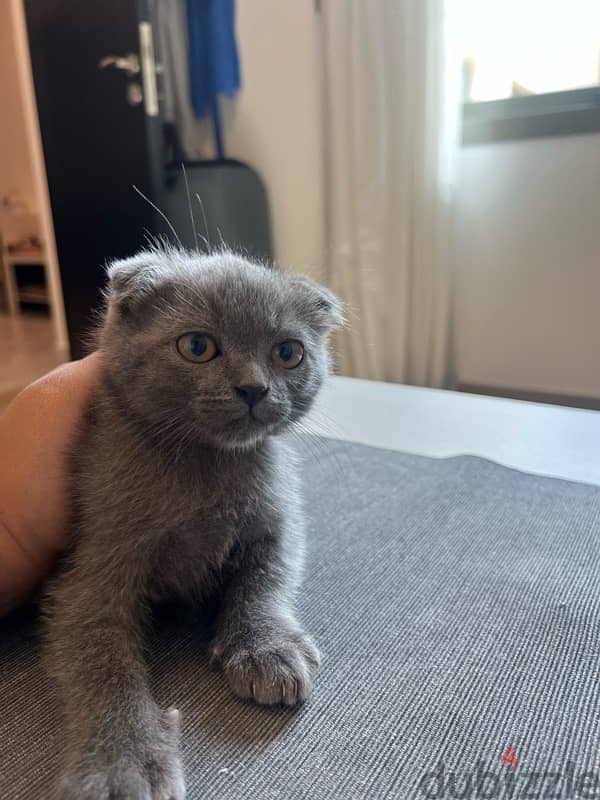 Scottish fold x Maine coon 3