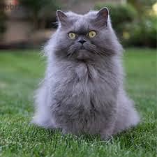 Persian cat for adoption