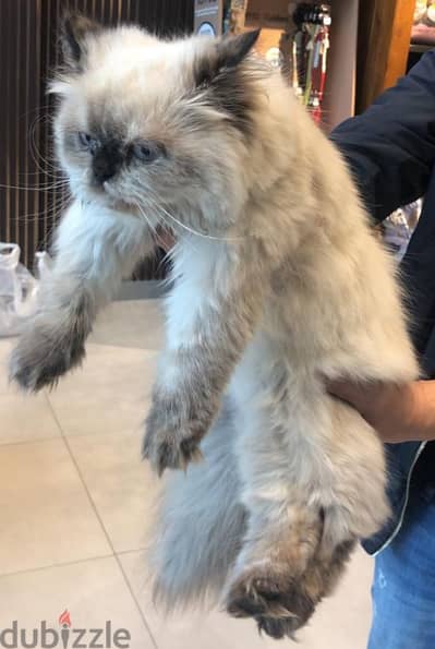 Himalayan Cat