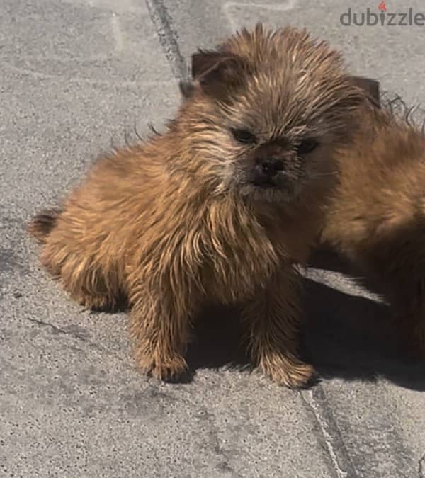 PugZu for adoption 2