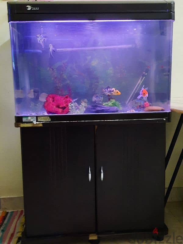 Big Fish Tank 1