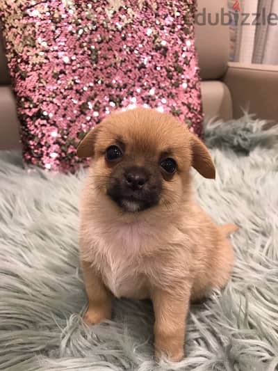 Pomeranian pubby for sale