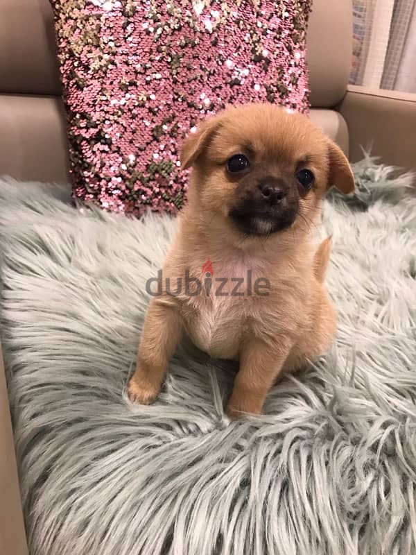 Pomeranian pubby for sale 2