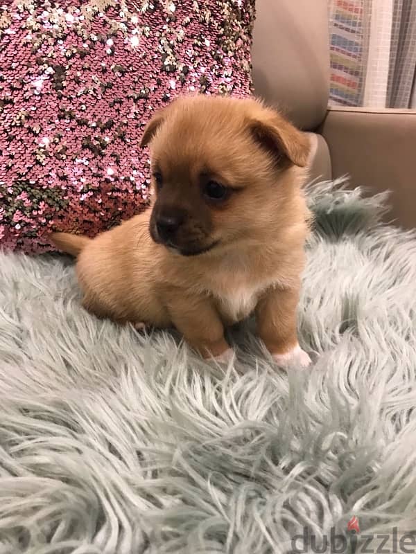 Pomeranian pubby for sale 3