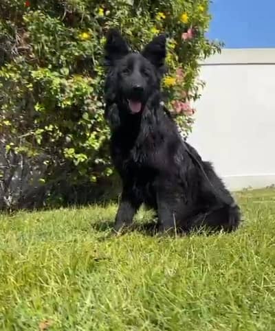 female German sheperd long hair 5 month