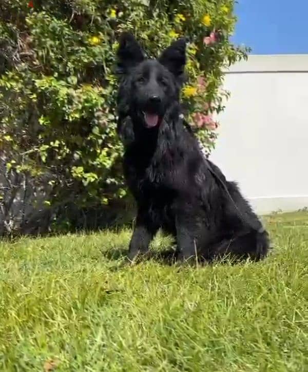 female German sheperd long hair 5 month 0