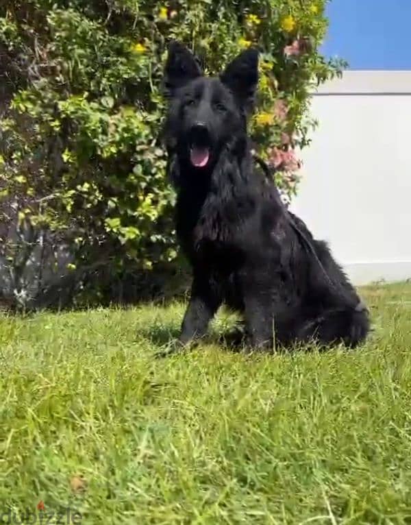 female German sheperd long hair 5 month 1