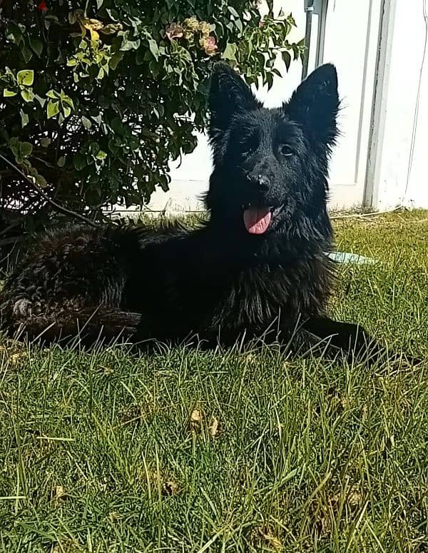 female German sheperd long hair 5 month 2