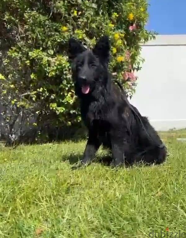 female German sheperd long hair 5 month 3