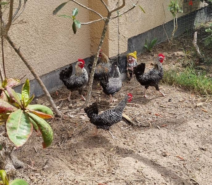 French rooster for sale 0