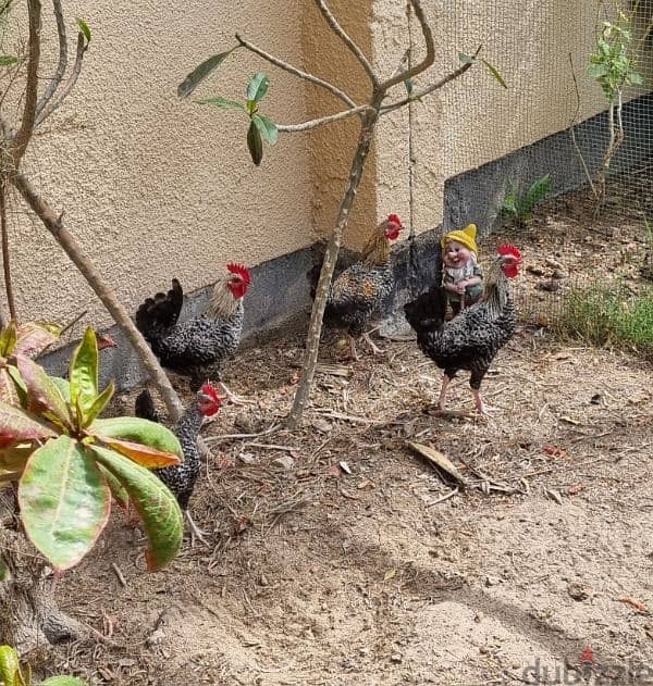 French rooster for sale 1