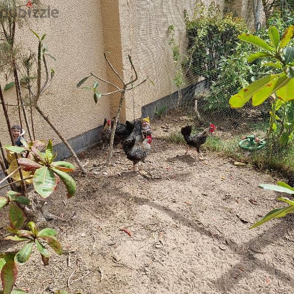 French rooster for sale 2