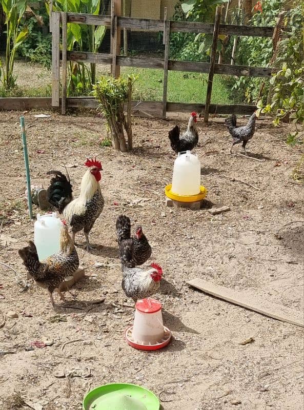 French rooster for sale 3