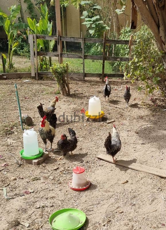 French rooster for sale 4