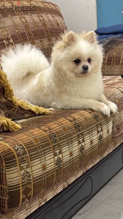 Pomeranian