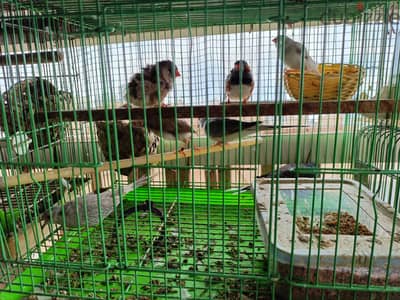 Diamond dove and zebra finches