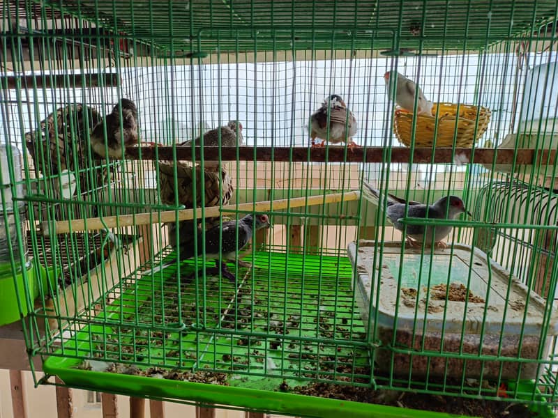 Diamond dove and zebra finches 1