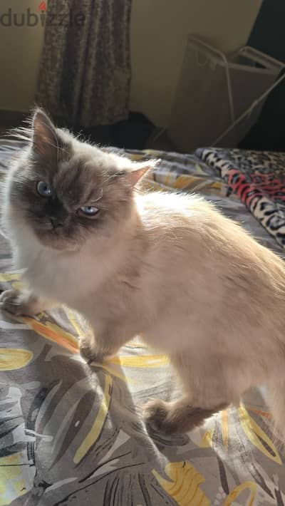 4 Months - Birman Female Cat for adoption