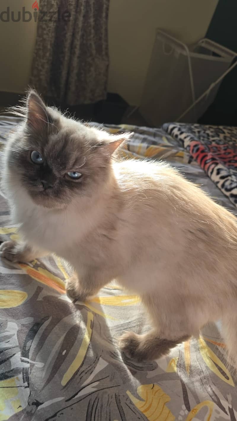 4 Months - Birman Female Cat for adoption 0