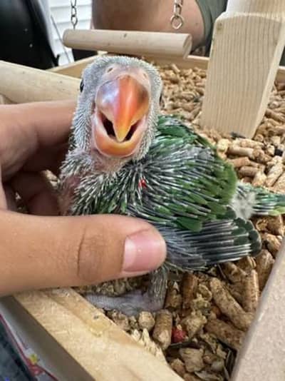 nepali parrot baby