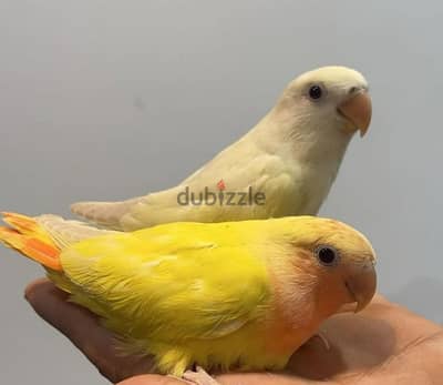 tamed love birds urgent for sale