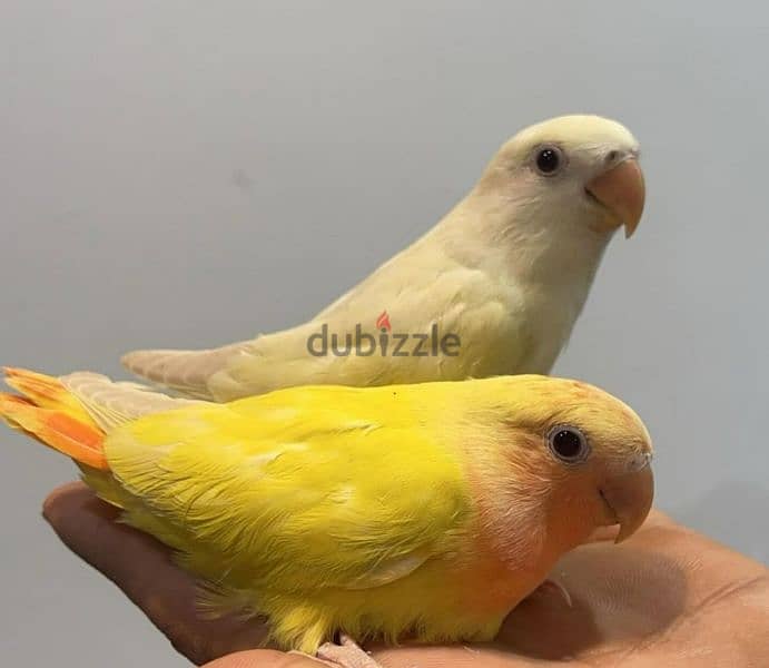 tamed love birds urgent for sale 0