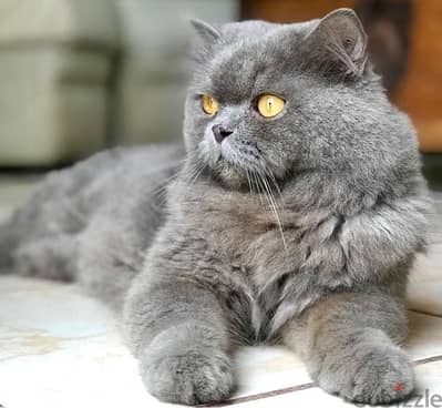 Persian cat for adoption