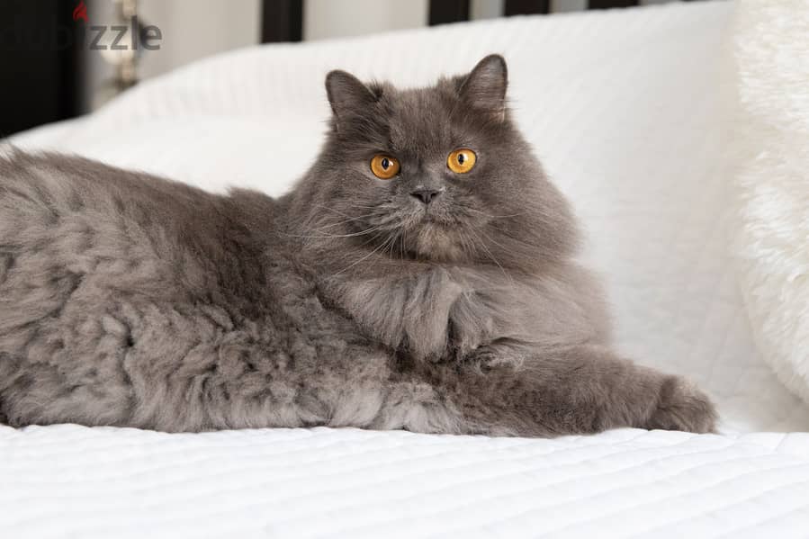 Persian cat for adoption 1