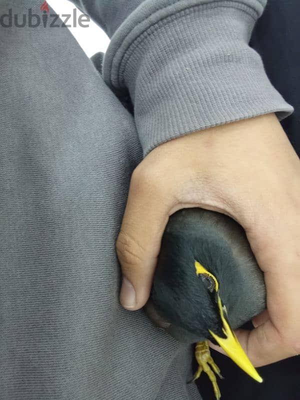 myna bird for sale 0