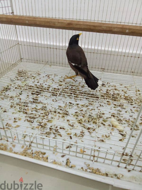 myna bird for sale 1