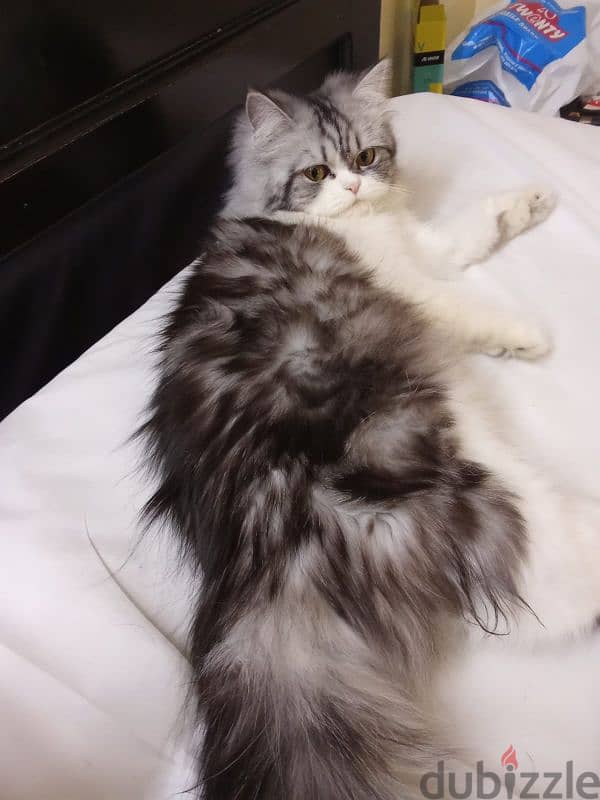 Persian cat for sale 2