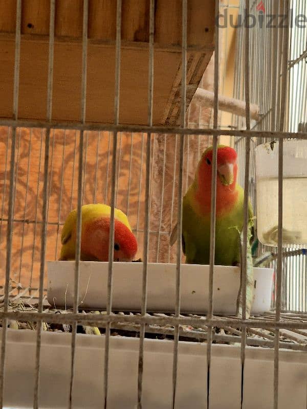 love birds pair good size 9