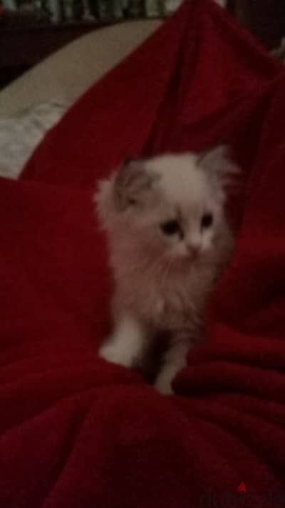 Persian cats for sale