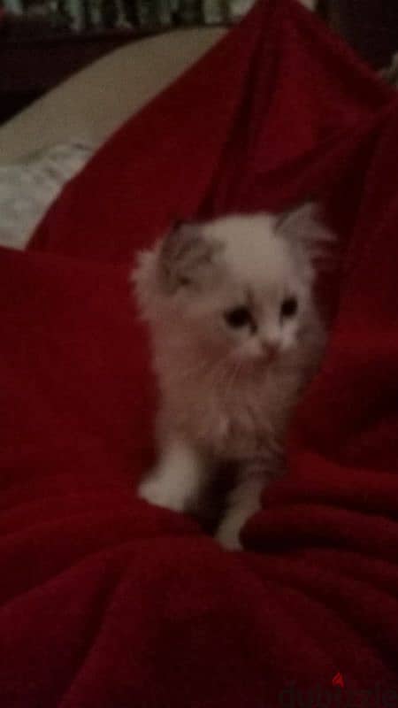 Persian cats for sale 0