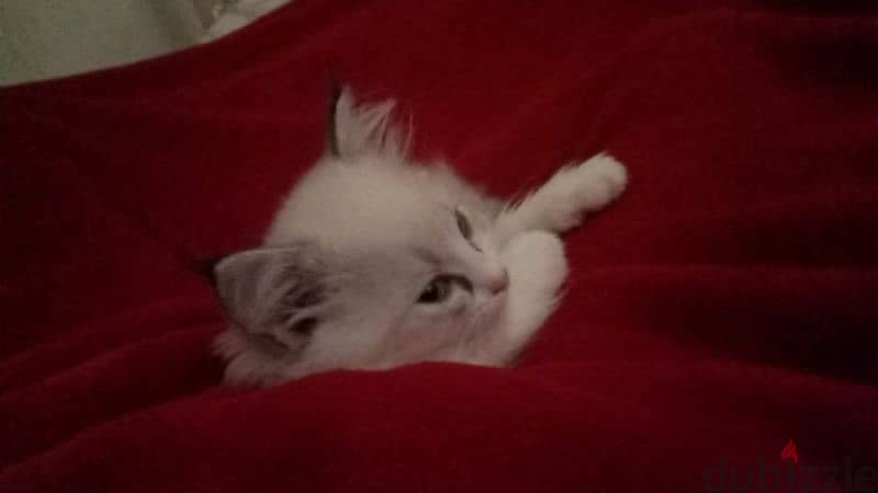 Persian cats for sale 1