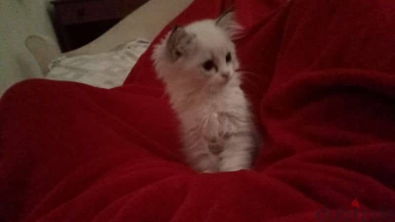 Persian cats for sale 2