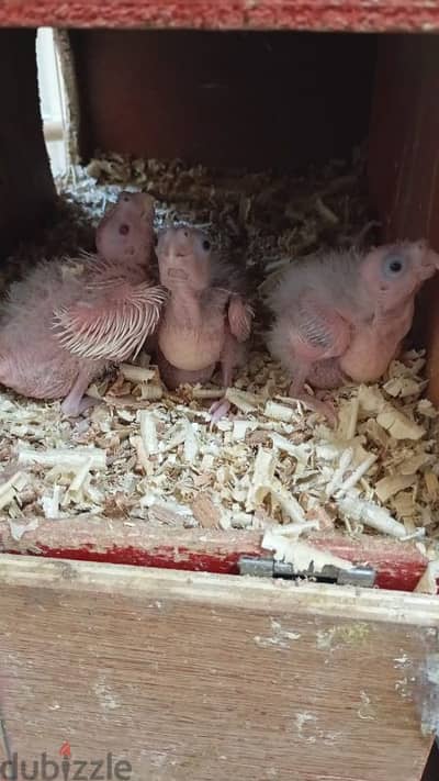 Cockatiel Babies