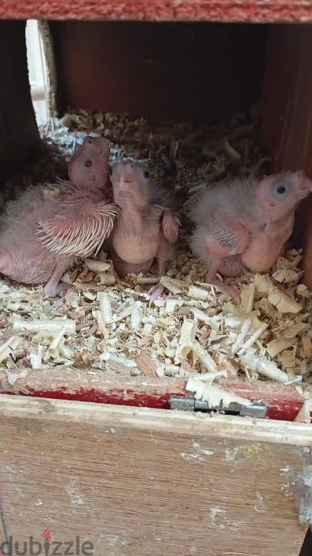 Cockatiel Babies 0