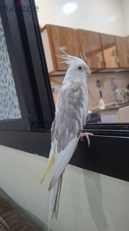 Cockatiel Babies 1