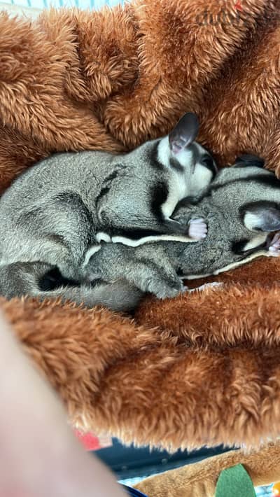 Sugar glider