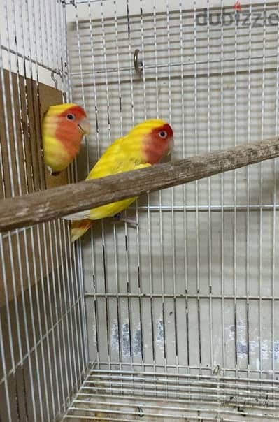 for sale bredding lovebirdpair with 3 eggs