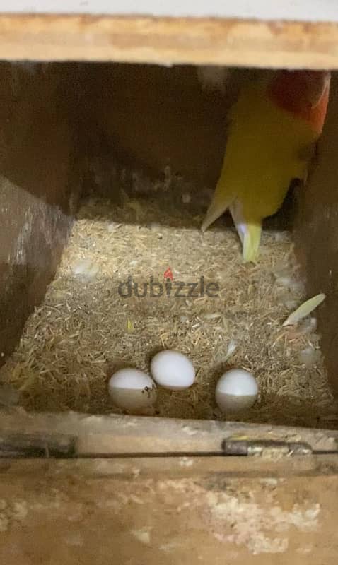 for sale bredding lovebirdpair with 3 eggs 1