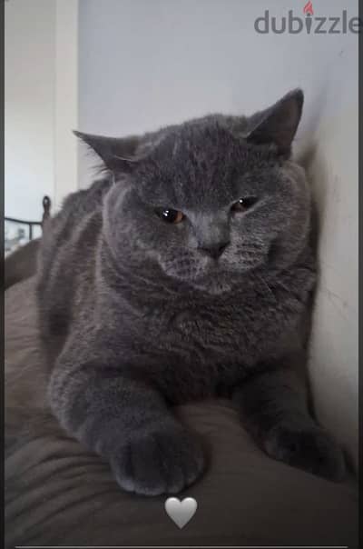 British shorthair for sale!