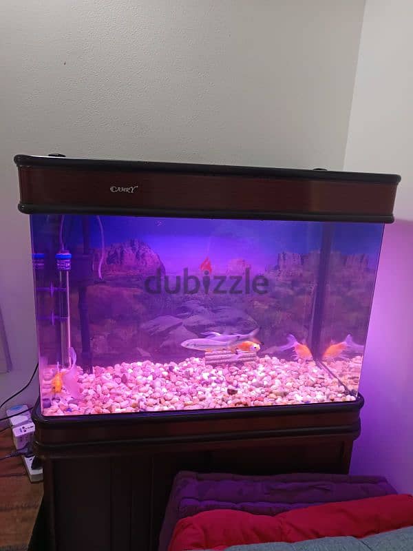 For Sale: Large Aquarium in Excellent Condition! 5