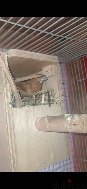 Bangli sparrow Ready to house for Breed