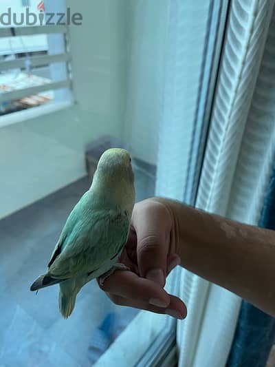 Beautiful color, baby lovebird