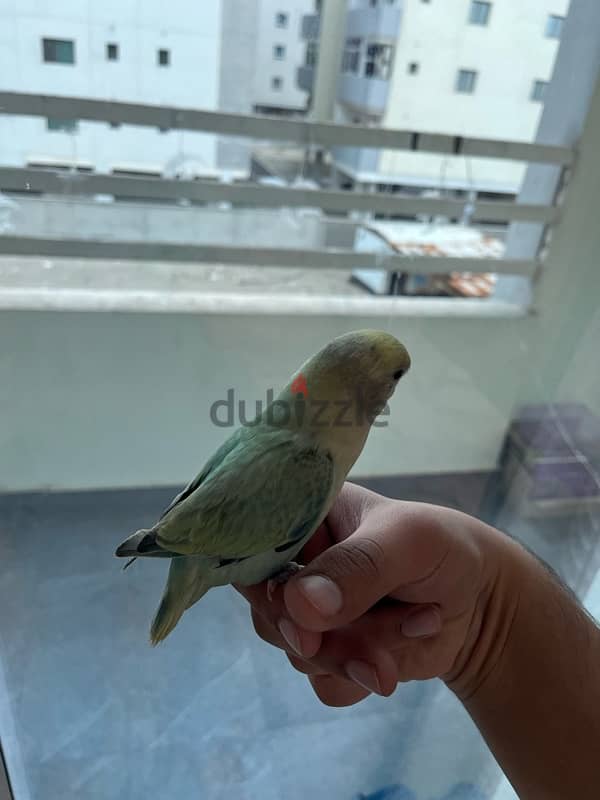 Beautiful color, baby lovebird 1