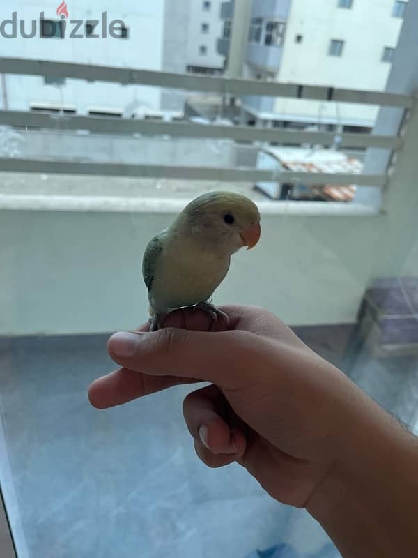 Beautiful color, baby lovebird 2